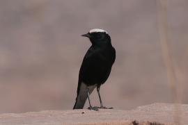 Białorzytka saharyjska - Oenanthe leucopyga - White-crowned Wheatear