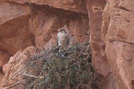 Raróg górski - Falco biarmicus - Lanner Falcon