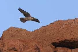 Raróg górski - Falco biarmicus - Lanner Falcon