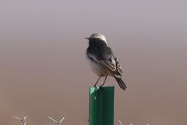 Białorzytka maghrebska - Oenanthe halophila - Western Mourning Wheatear