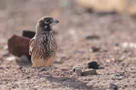 Skowroniak - Ramphocoris clotbey - Thick-billed Lark