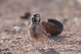 Skowroniak - Ramphocoris clotbey - Thick-billed Lark
