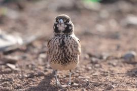 Skowroniak - Ramphocoris clotbey - Thick-billed Lark