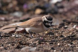 Górniczek mały - Eremophila bilopha - Temminck's Lark