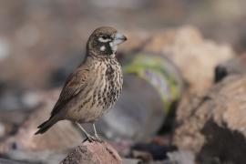 Skowroniak - Ramphocoris clotbey - Thick-billed Lark