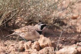 Górniczek mały - Eremophila bilopha - Temminck's Lark