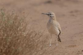 Skowron pustynny - Alaemon alaudipes - Greater Hoopoe-Lark