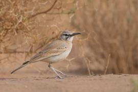 Skowron pustynny - Alaemon alaudipes - Greater Hoopoe-Lark