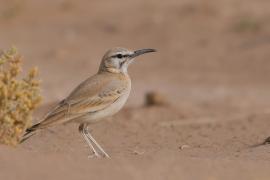 Skowron pustynny - Alaemon alaudipes - Greater Hoopoe-Lark