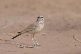 Skowron pustynny - Alaemon alaudipes - Greater Hoopoe-Lark
