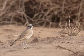 Skowron pustynny - Alaemon alaudipes - Greater Hoopoe-Lark