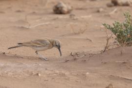 Skowron pustynny - Alaemon alaudipes - Greater Hoopoe-Lark