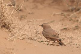 Skowronik piaskowy - Ammomanes deserti - Desert Lark