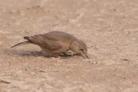 Skowronik piaskowy - Ammomanes deserti - Desert Lark