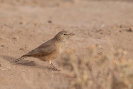Skowronik piaskowy - Ammomanes deserti - Desert Lark