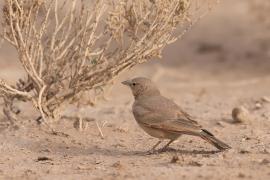 Skowronik piaskowy - Ammomanes deserti - Desert Lark