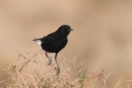 Białorzytka saharyjska - Oenanthe leucopyga - White-crowned Wheatear