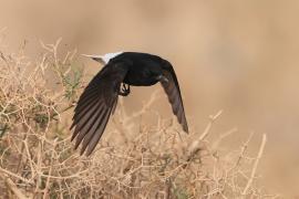 Białorzytka saharyjska - Oenanthe leucopyga - White-crowned Wheatear