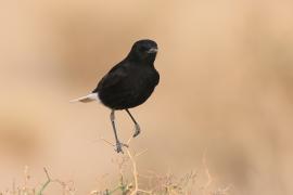 Białorzytka saharyjska - Oenanthe leucopyga - White-crowned Wheatear