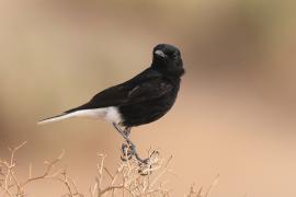 Białorzytka saharyjska - Oenanthe leucopyga - White-crowned Wheatear