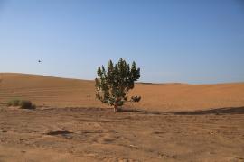 Sahara