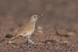 Skowron pustynny - Alaemon alaudipes - Greater Hoopoe-Lark