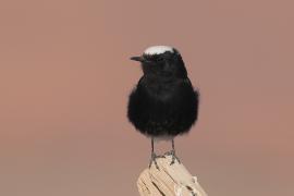 Białorzytka saharyjska - Oenanthe leucopyga - White-crowned Wheatear