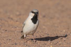 Wróbel pustynny - Passer simplex - Desert Sparrow