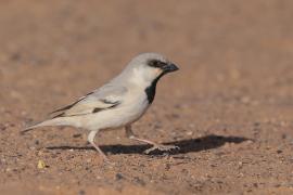 Wróbel pustynny - Passer simplex - Desert Sparrow