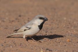 Wróbel pustynny - Passer simplex - Desert Sparrow
