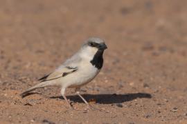 Wróbel pustynny - Passer simplex - Desert Sparrow
