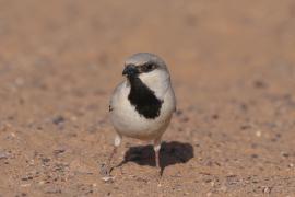 Wróbel pustynny - Passer simplex - Desert Sparrow