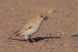 Wróbel pustynny - Passer simplex - Desert Sparrow