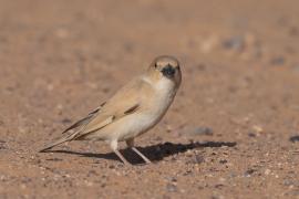 Wróbel pustynny - Passer simplex - Desert Sparrow