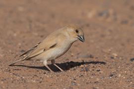 Wróbel pustynny - Passer simplex - Desert Sparrow