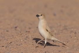 Wróbel pustynny - Passer simplex - Desert Sparrow
