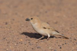 Wróbel pustynny - Passer simplex - Desert Sparrow