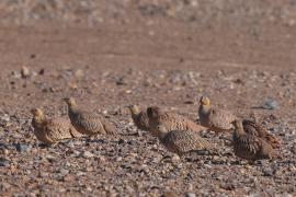 Stepówka piaskowa - Pterocles coronatus - Crowned Sandgrouse
