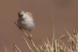 Pokrzewka saharyjska - Curruca deserti - African Desert Warbler