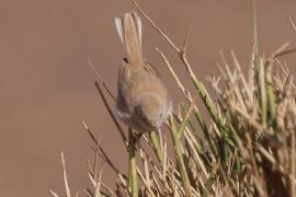 Pokrzewka saharyjska - Curruca deserti - African Desert Warbler