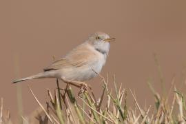 Pokrzewka saharyjska - Curruca deserti - African Desert Warbler