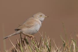 Pokrzewka saharyjska - Curruca deserti - African Desert Warbler