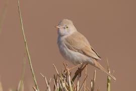 Pokrzewka saharyjska - Curruca deserti - African Desert Warbler