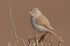 Pokrzewka saharyjska - Curruca deserti - African Desert Warbler