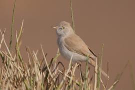 Pokrzewka saharyjska - Curruca deserti - African Desert Warbler