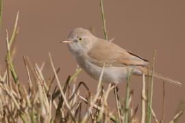 Pokrzewka saharyjska - Curruca deserti - African Desert Warbler