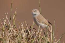 Pokrzewka saharyjska - Curruca deserti - African Desert Warbler