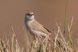 Pokrzewka saharyjska - Curruca deserti - African Desert Warbler