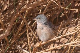 Pokrzewka algierska - Curruca deserticola - Tristram's Warbler