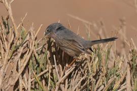 Pokrzewka algierska - Curruca deserticola - Tristram's Warbler
